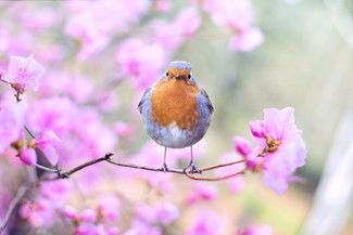 A close-up photo of a blue bird on a branch with cherry blossoms