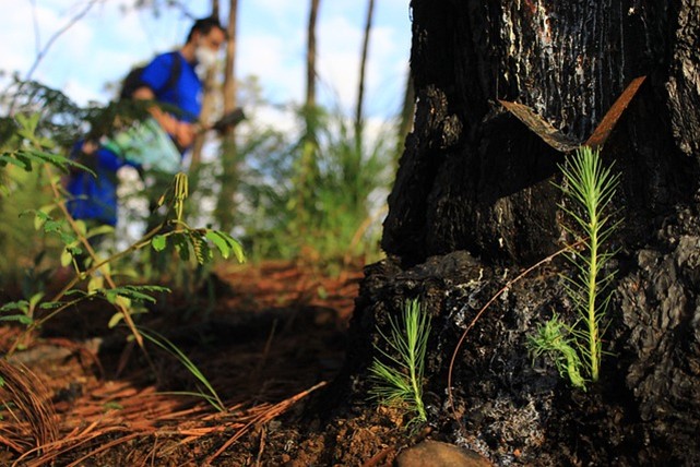 reforestation after a wildfire