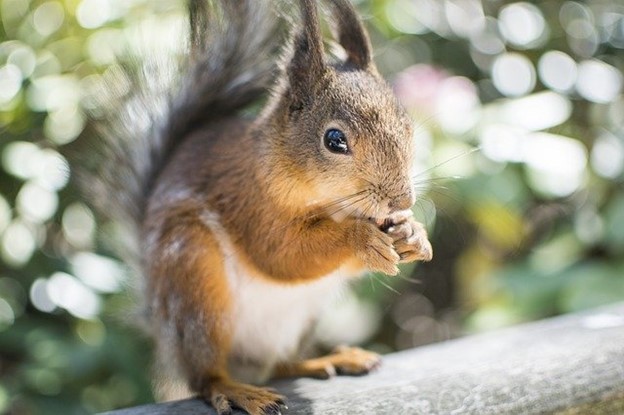 a crazy looking squirrel chomping on a nut