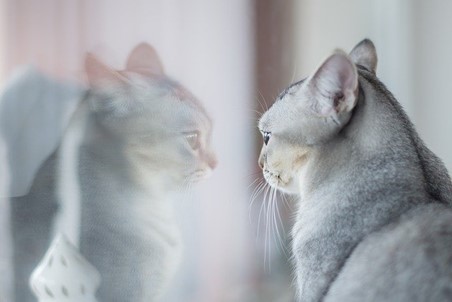 A cat looking at its own reflection