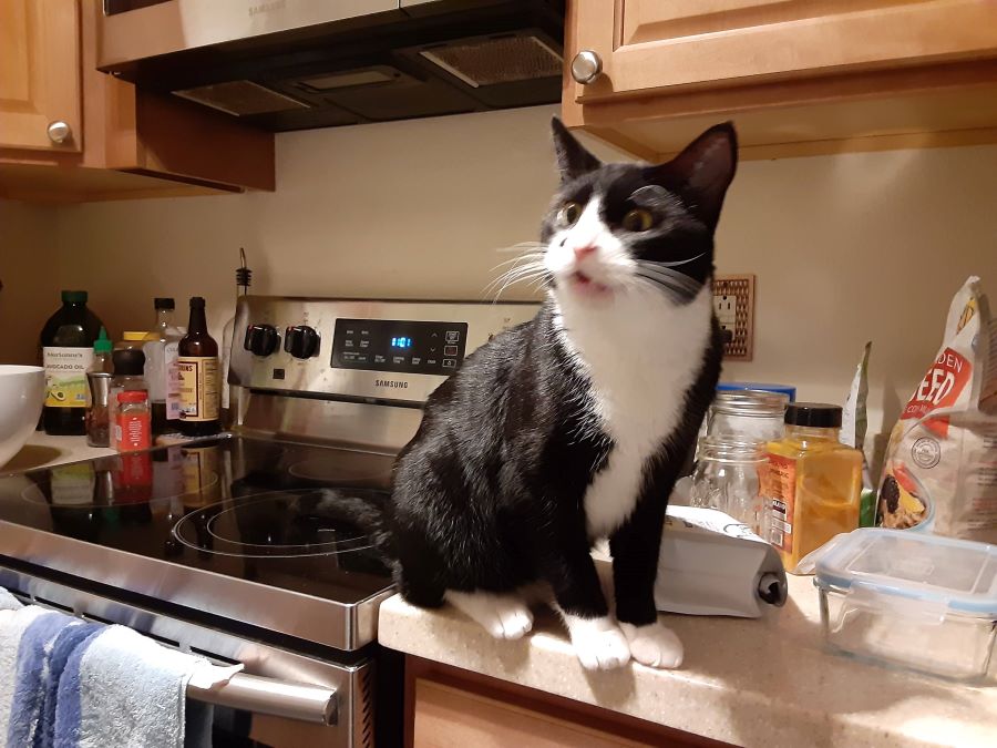 Benny begging for food in the kitchen