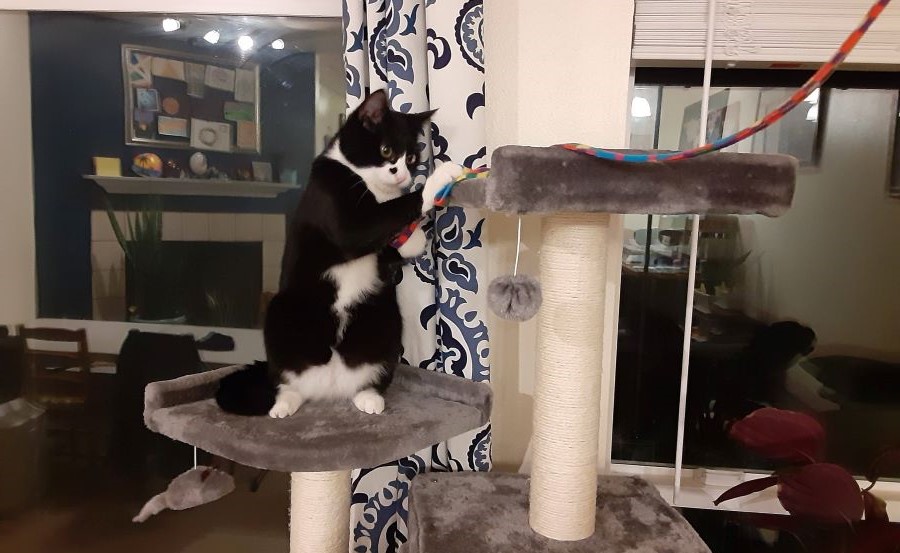 Benny the cat playing on his tower