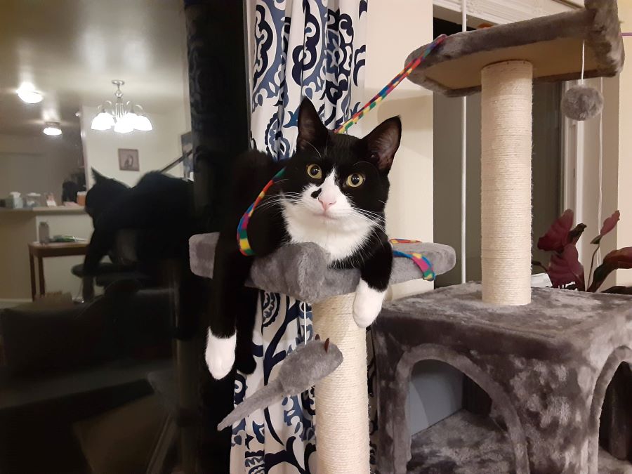 Benny on his play tower, wrapped in a string, arms dangling by a toy mouse