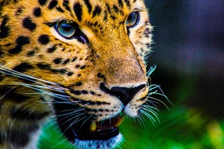 a threatening-looking leopard in the evening