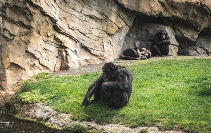 a chimpanzee looking bored and lonely