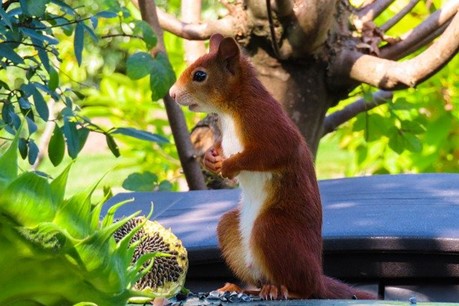 a red squirrel looking anxious