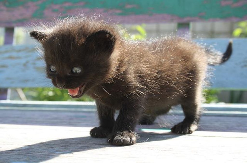 A very anxious kitten