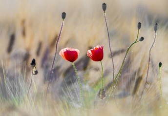 two red flowers in a field, in focus, with everything else blurry