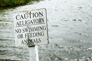 a warning sign by a river that reads "Caution Alligators."