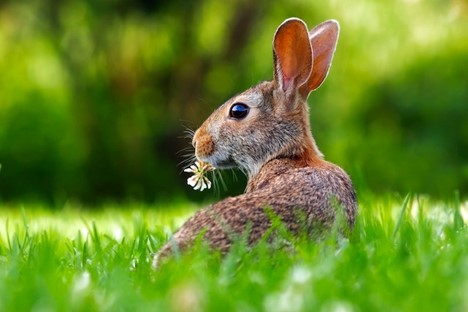 A hare looking alert.