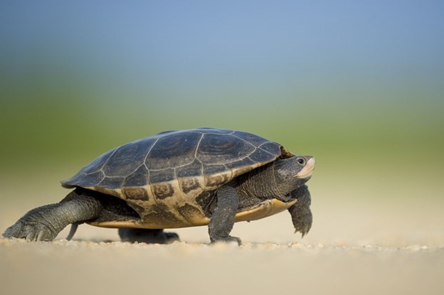 A tortoise walking slowly