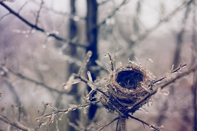 An empty bird's nest covered in ice