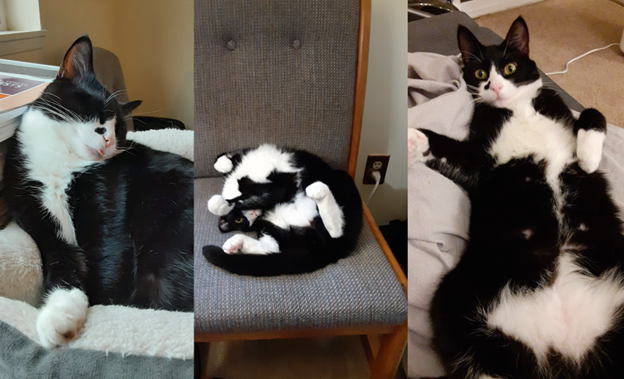 Three pictures of Benny the cat being cute and crazy.