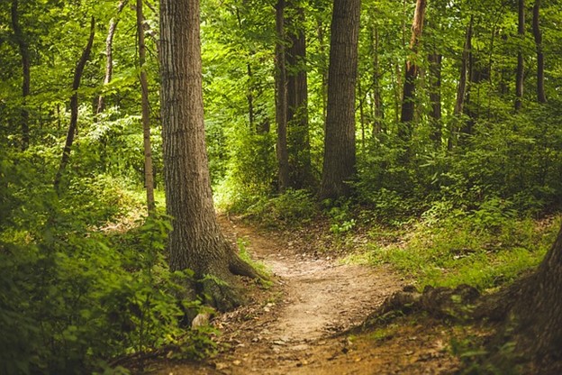 A well-established trail through the forest.