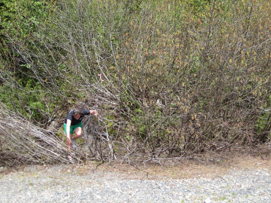 One of my friends bushwhacking to get back onto the trail.