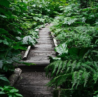 A once well-established trail that's becoming overgrown