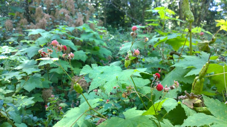 A patch of thimbleberries