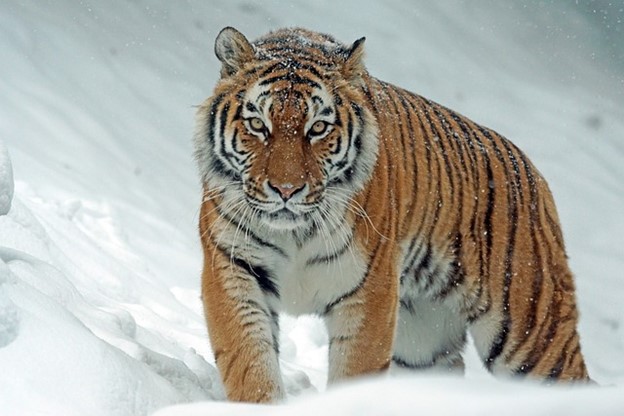 A Siberian tiger on the prowl