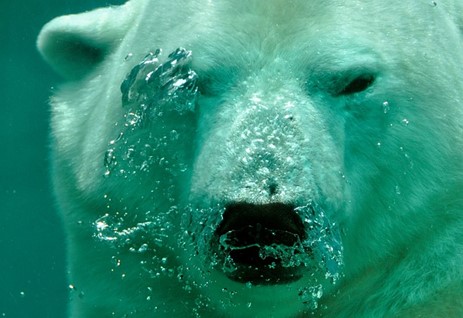 A polar bear underwater