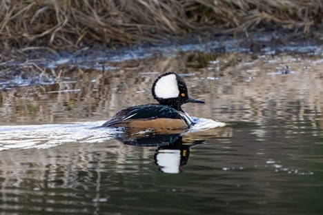 a male hooded merganser