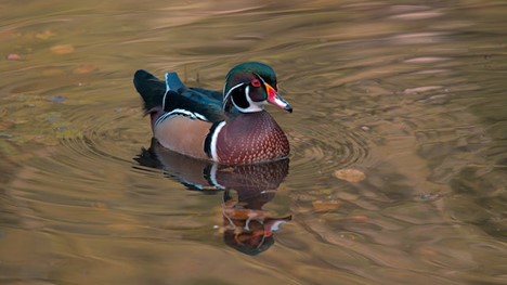 a wood duck