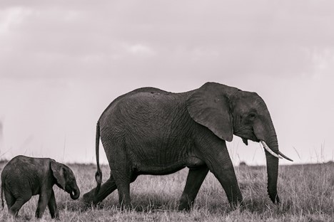 A mother elephant leading her baby