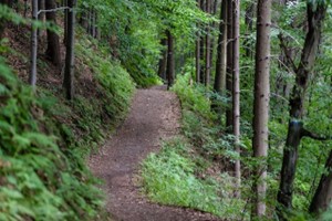 a well-established trail in the forest