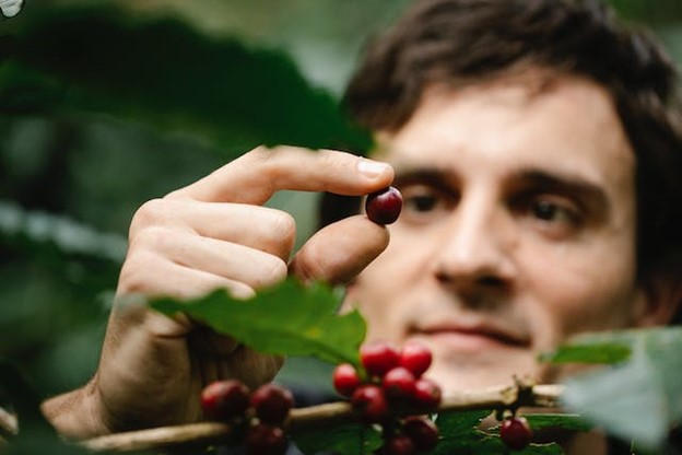 A man carefully picking berries