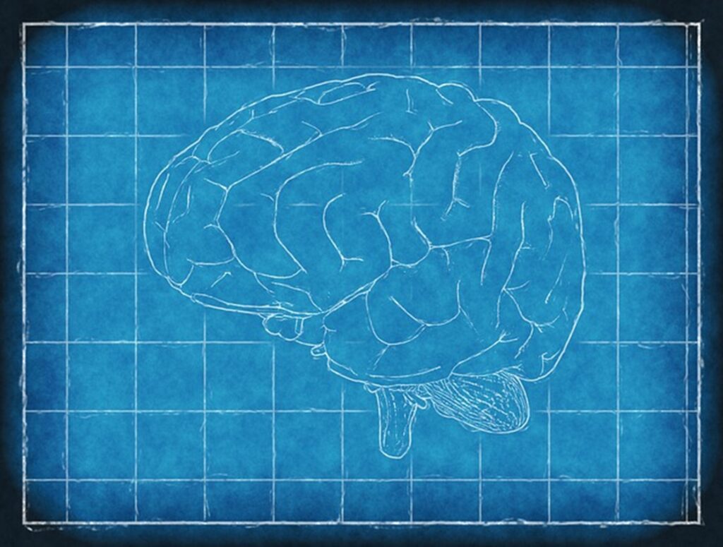 a drawing of a brain on a blue print