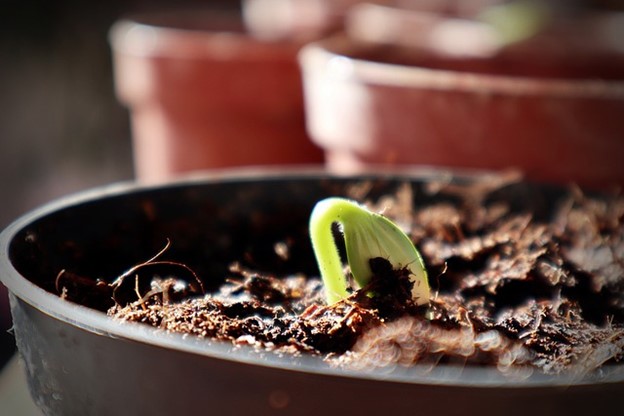 A seedling slowly coming out of the dirt