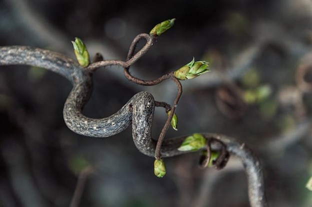 Buds sprouting on a winding tree branch