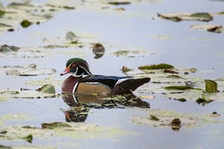 A male wood duck