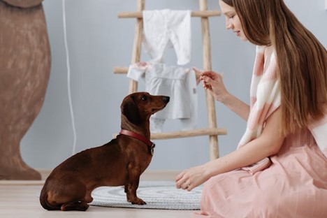 a small dog being trained to wait for a treat