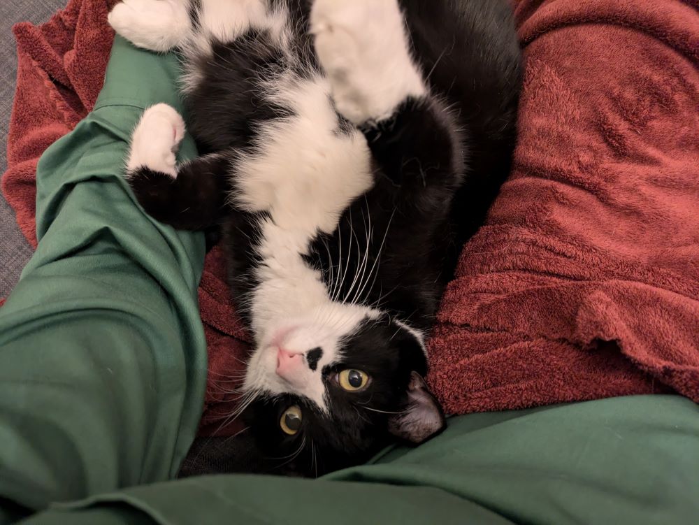 My cat Benny snuggled up on the couch with me