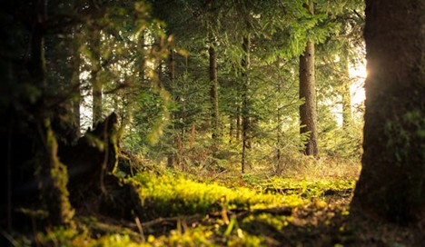 a forest floor with a variety of trees nearby