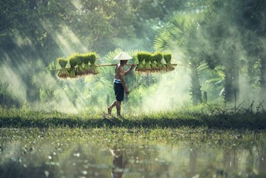 a traditional rice farmer