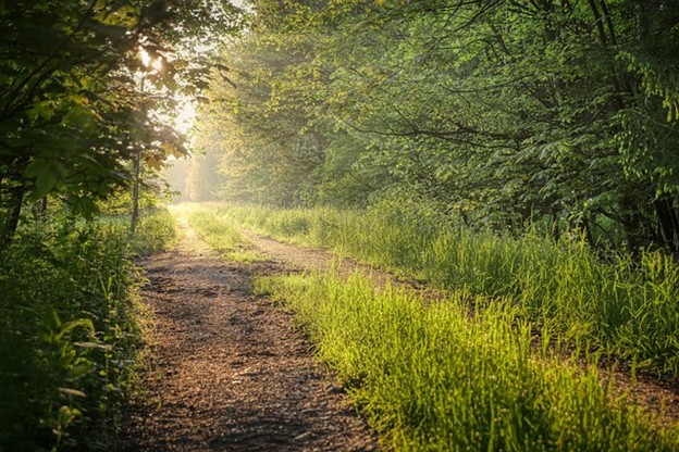 an overgrown road in the woods