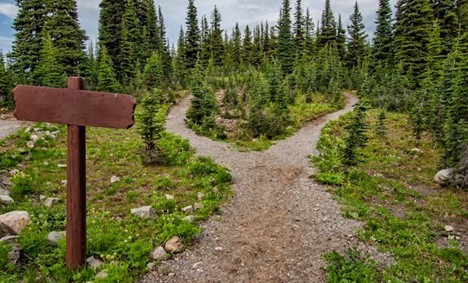 forking paths on a trail