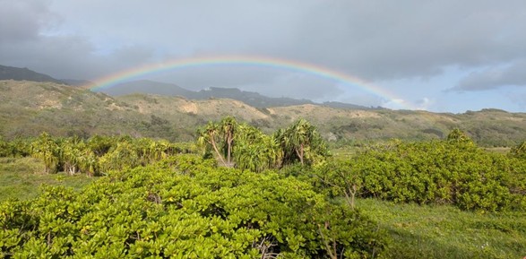 A rainbow emerging from a cloudy sky