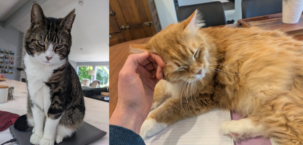 two cats that love me