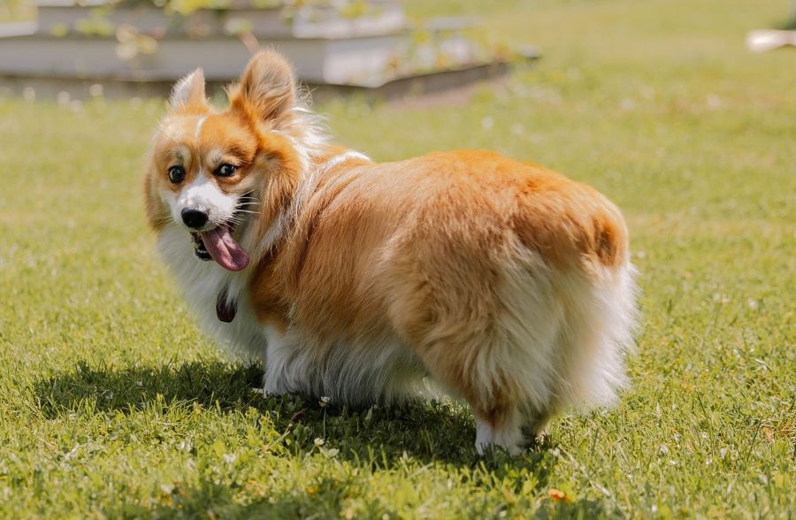 a cute Corgi