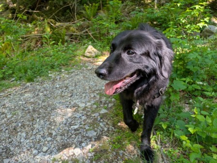A friendly dog