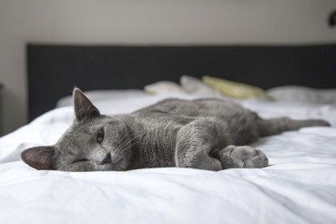 a lazy cat half-asleep in bed