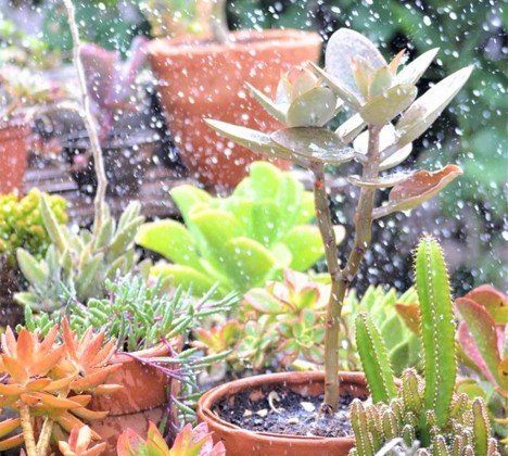 succulents and cacti being in a rainstorm