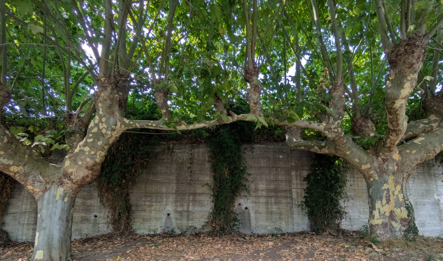 two trees with fused branches